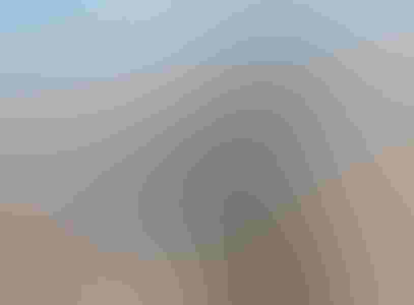 Western scrub-jay, by Caroline Lambert