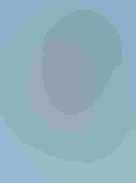 Swallow-tailed kite, by Marina Scarr