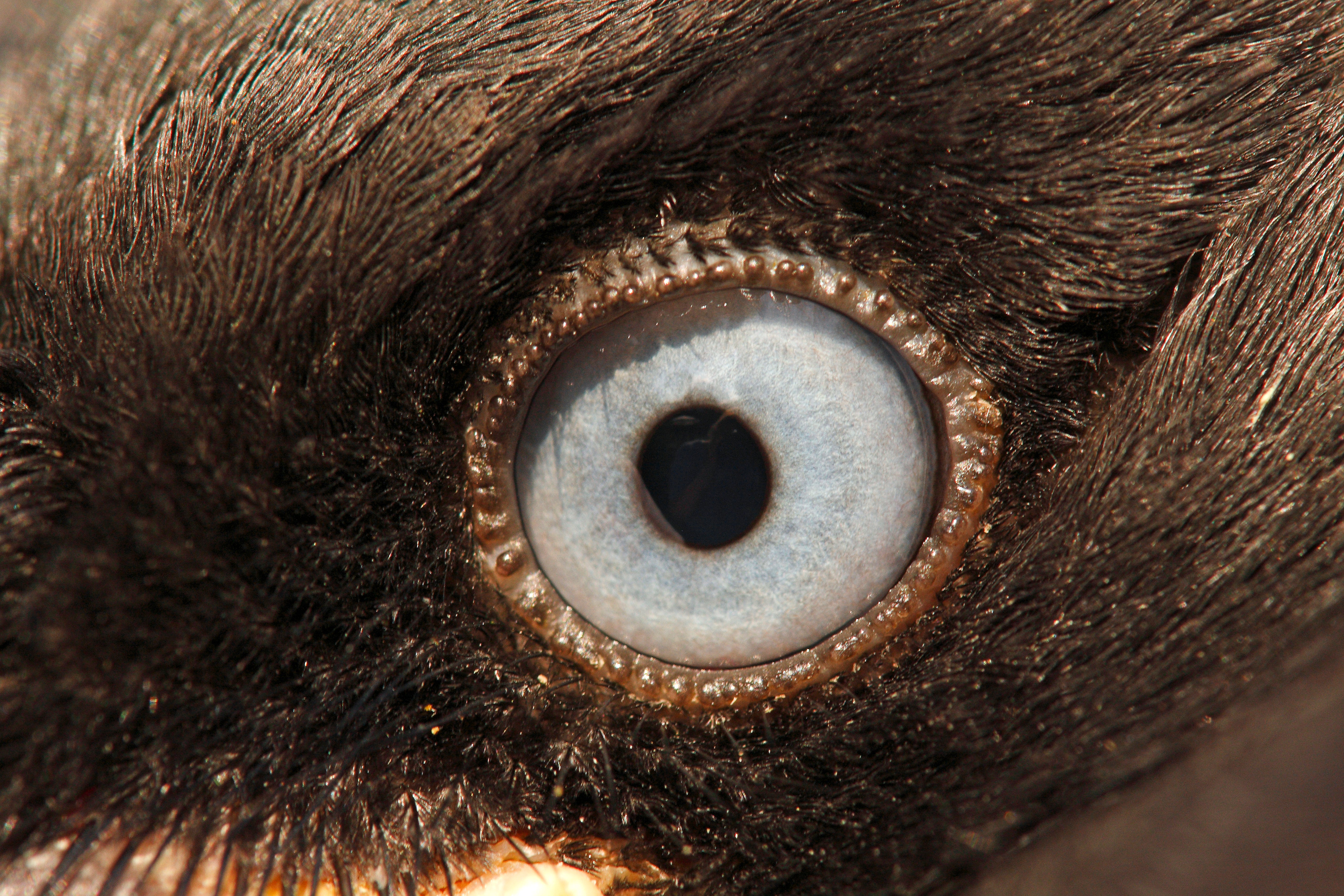 The eye of a Eurasian Jackdaw (Corvus monedula). Silvia Reiche/Foto Natura/Minden Pictures/Corbis