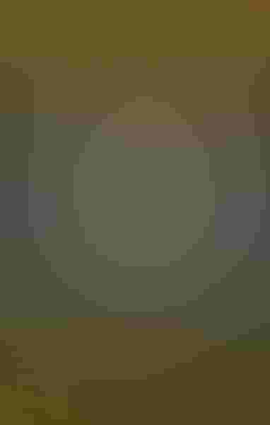 Black-necked stilt, by Marina Scarr