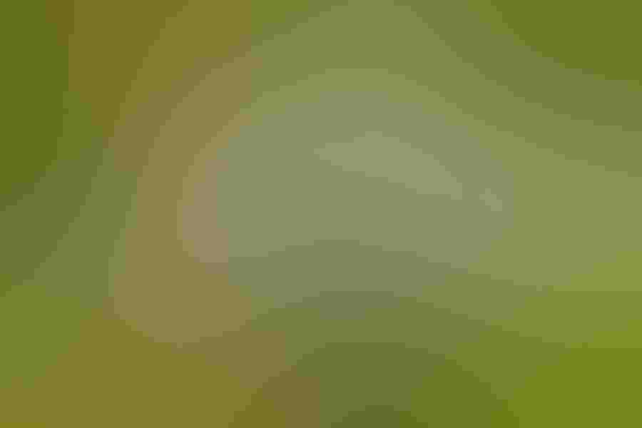 Northern shrike, by Matthew Studebaker