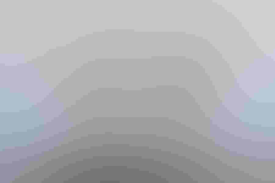 Snowy owl, by Matthew Studebaker