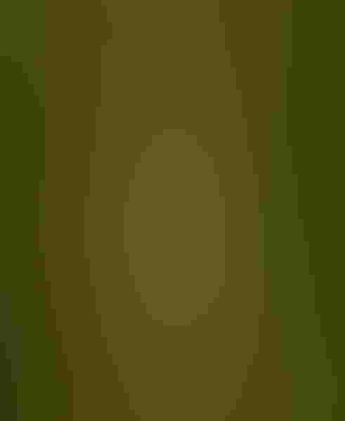 Least bittern, by Hank Halsey