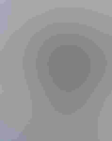 Tree swallow, by Ronald Bielefeld