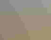 Mule deer walk through an underpass beneath a road. One deer jumps over a fence, while others stand in the foreground.