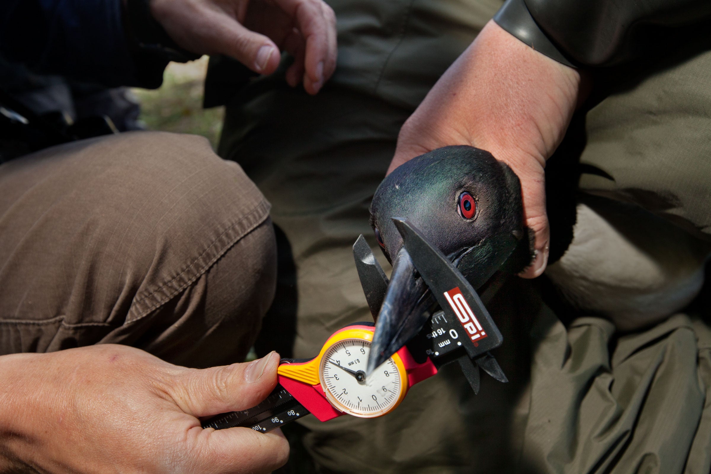 The Loon Rangers | Audubon