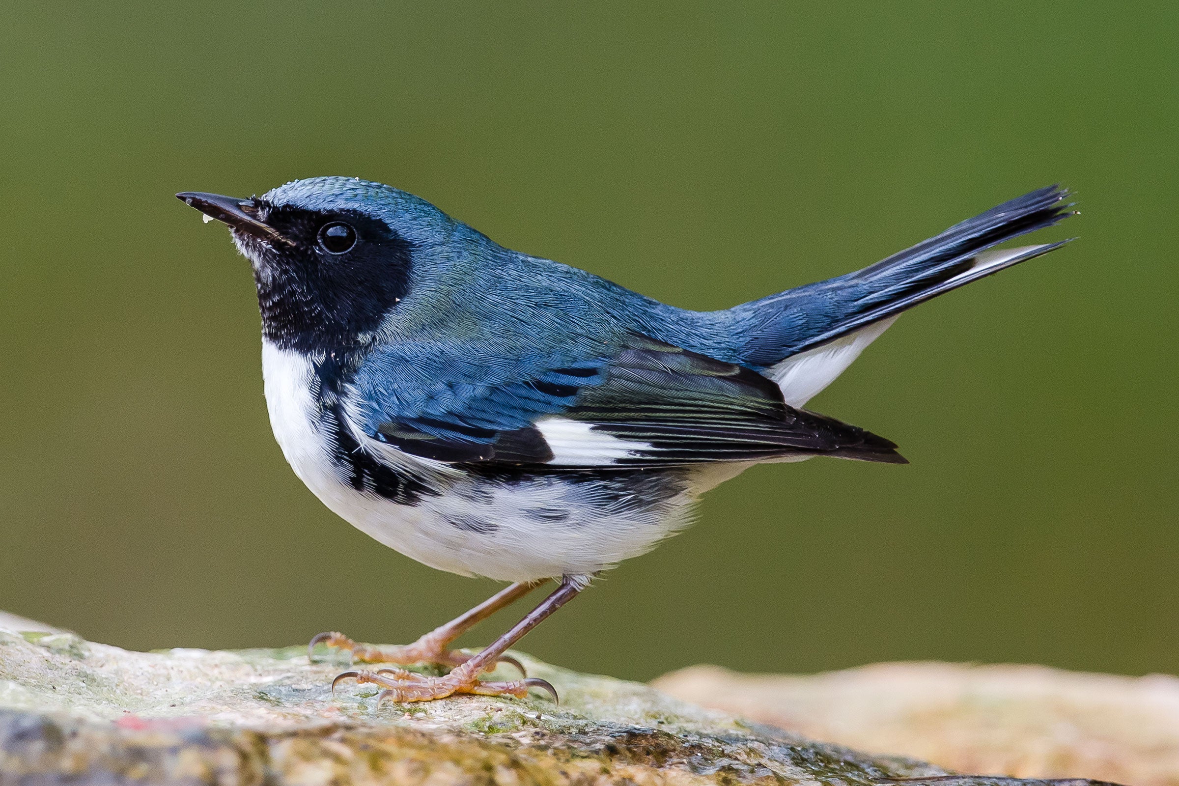Black-throated Blue Warbler. Lorraine Minns/Audubon Photography Awards