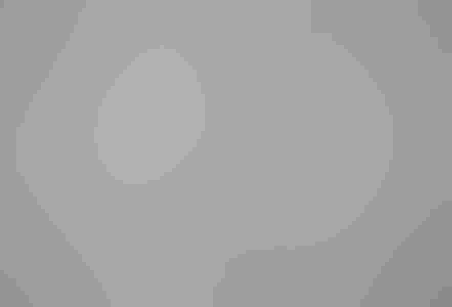 Common tern, by Nathaniel Sharp