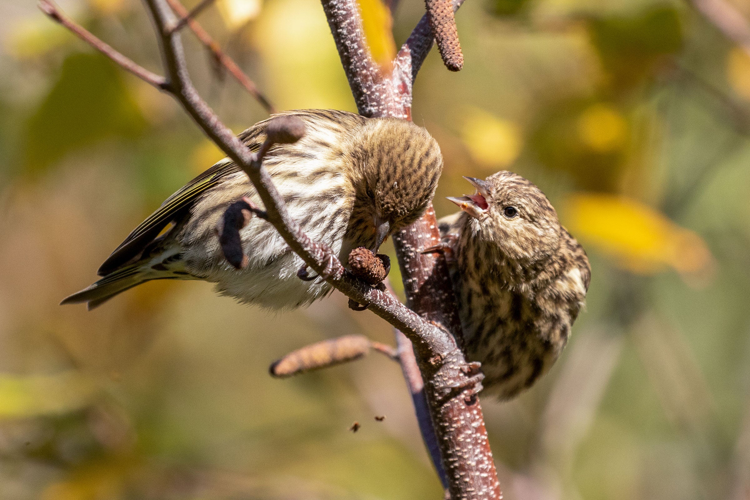Pine Siskins. Ryan Mandelbaum