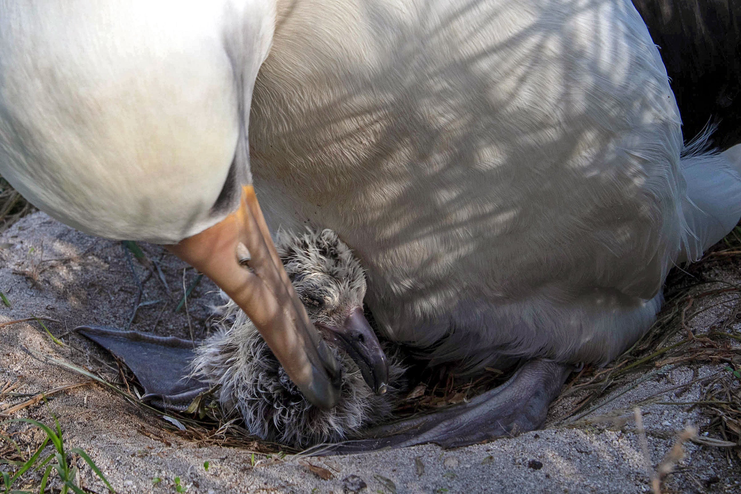 A large white bird with a long orange beak and webbed feet tends to its small fuzzy chick in a sandy nest. A large white bird with a long orange beak and webbed feet tends to its small fuzzy chick in a sandy nest.