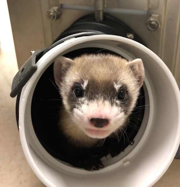Elizabeth Ann, the first cloned black-footed ferret and first-ever cloned U.S. endangered species, at 50-days old. USFWS National Black-footed Ferret Conservation Center/Flickr (CC 0)