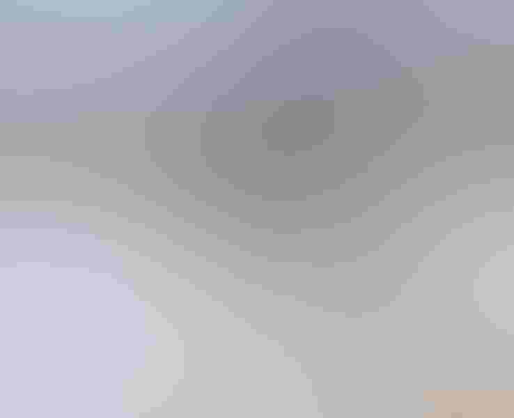 American kestrel, by Robert Palmer