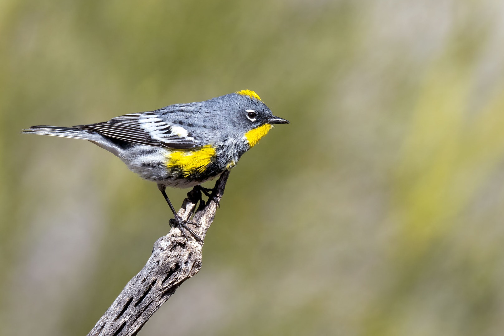 10 Fun Facts About the Yellow-rumped Warbler | Audubon
