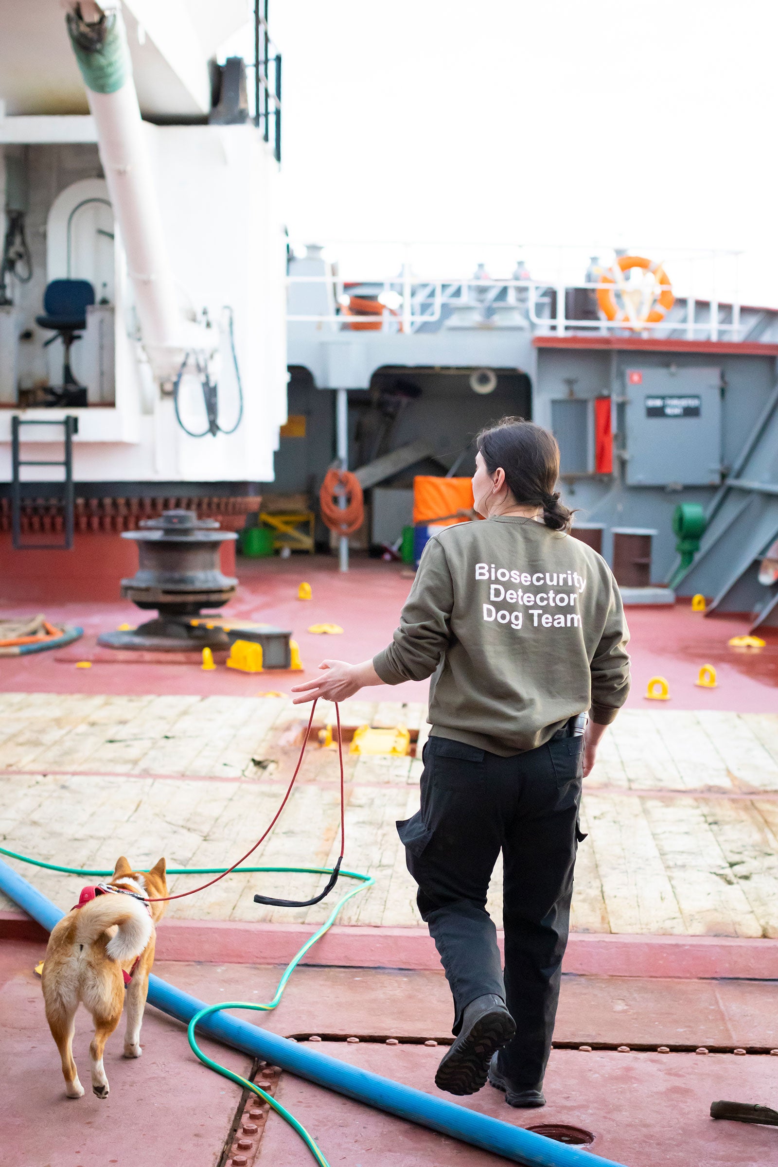 A woman with dark hair, black pants, and a brown shirt that says "biosecurity detector dog team" holds a red leash attached to a brown and white dog. They walk across the cluttered red deck of a ship.