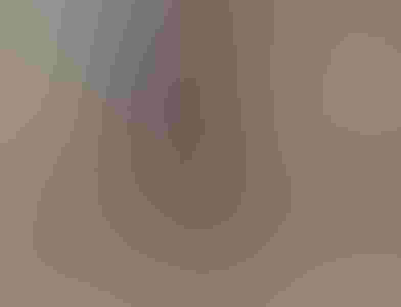 American kestrel, by Robert Palmer