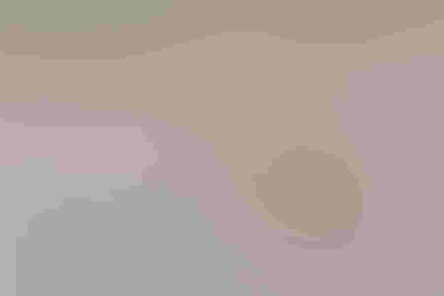 A young piping plover sizes up its mother on a beach in Massachusetts. Many conservation efforts have been centered around restoring habitat for the species, as it is considered to be near-threatened. Photo: By Michael Milicia