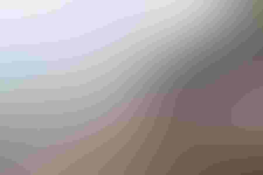 A rockhopper penguin gets in Michael Milicia's face during his trip to the Falkland Islands. The birds are very social and unafraid of humans, as they don't encounter predators all too often.  Photo: By Michael Milicia