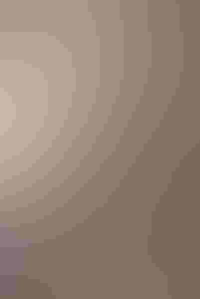 Black-browed albatross, by Andy Long