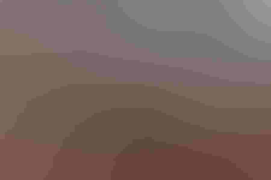 Ross’s goose and snow goose, by Bradley Bush