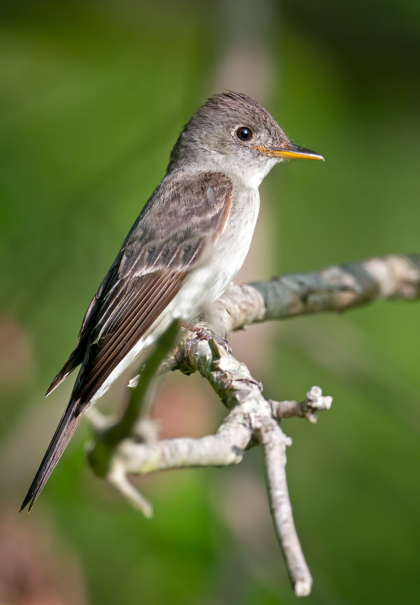 Eastern Wood-Pewee. Brian Kushner