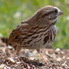 song sparrow