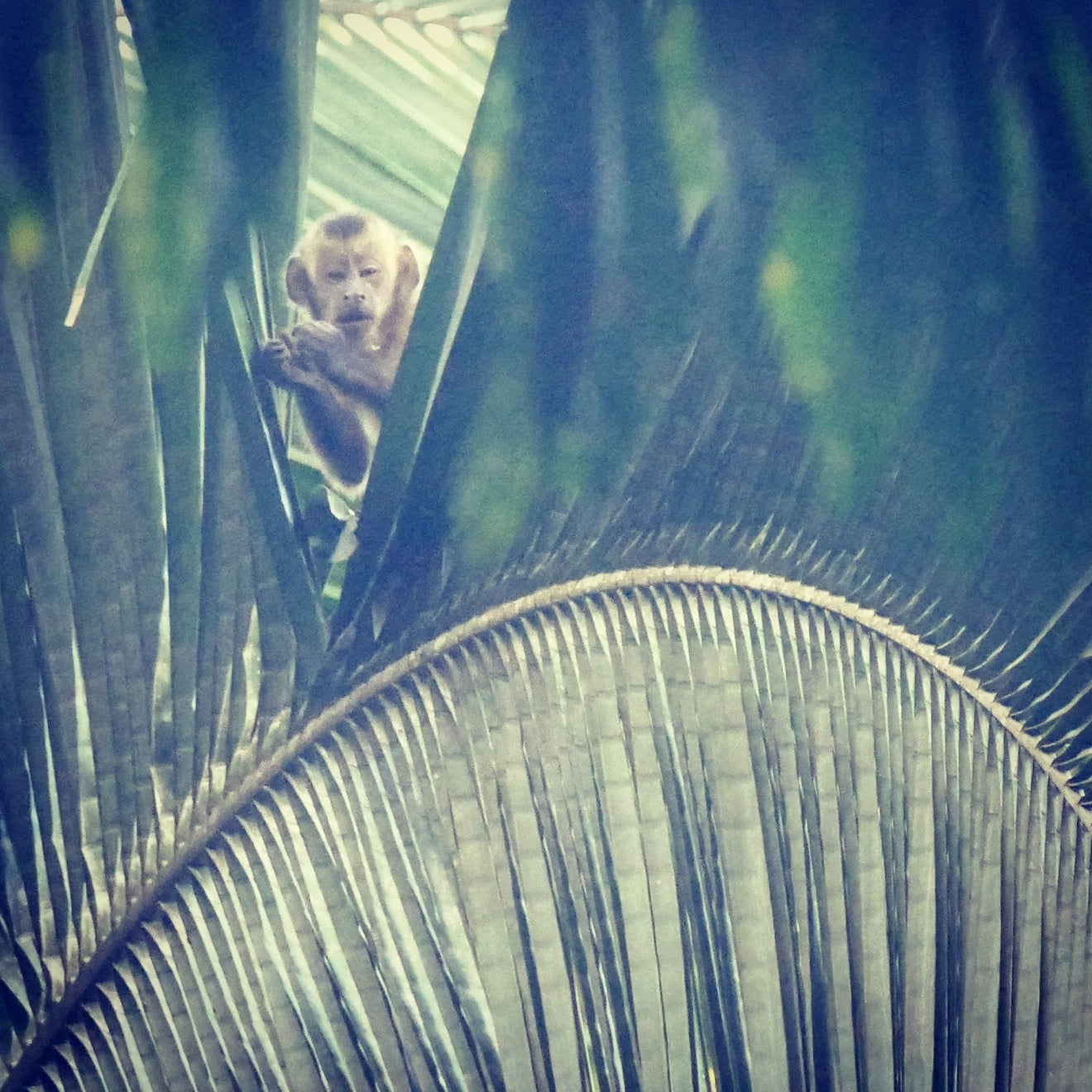 A Brown Capuchin peers down from a palm frond at Los Amigos Biological Station in southeast Peru. Noah Strycker