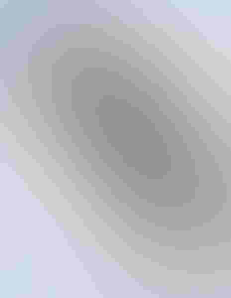 Bald eagle, by John Blumenkamp