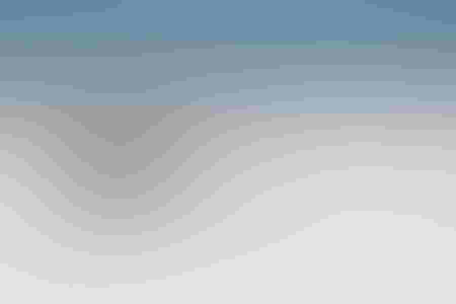 American oystercatcher, by Cheryl Molennor