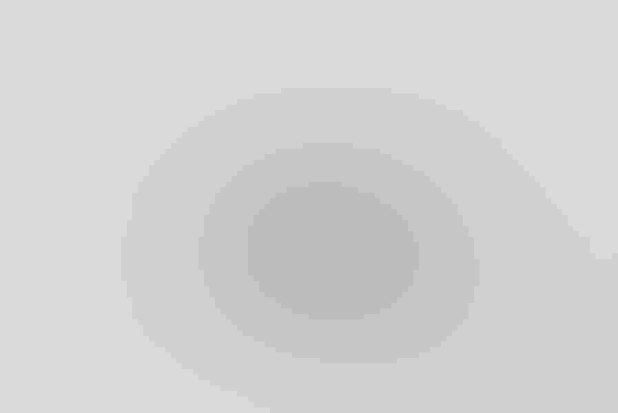 Least tern, by Cheryl Molennor 