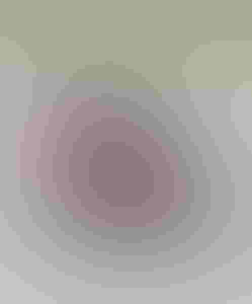 American oystercatcher, by Cheryl Molennor