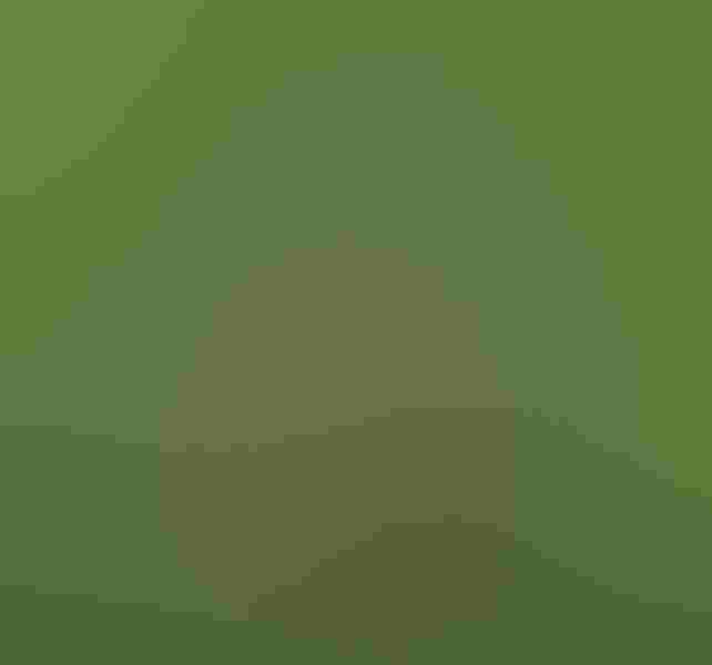 White-necked Jacobin, by Keith Kennedy