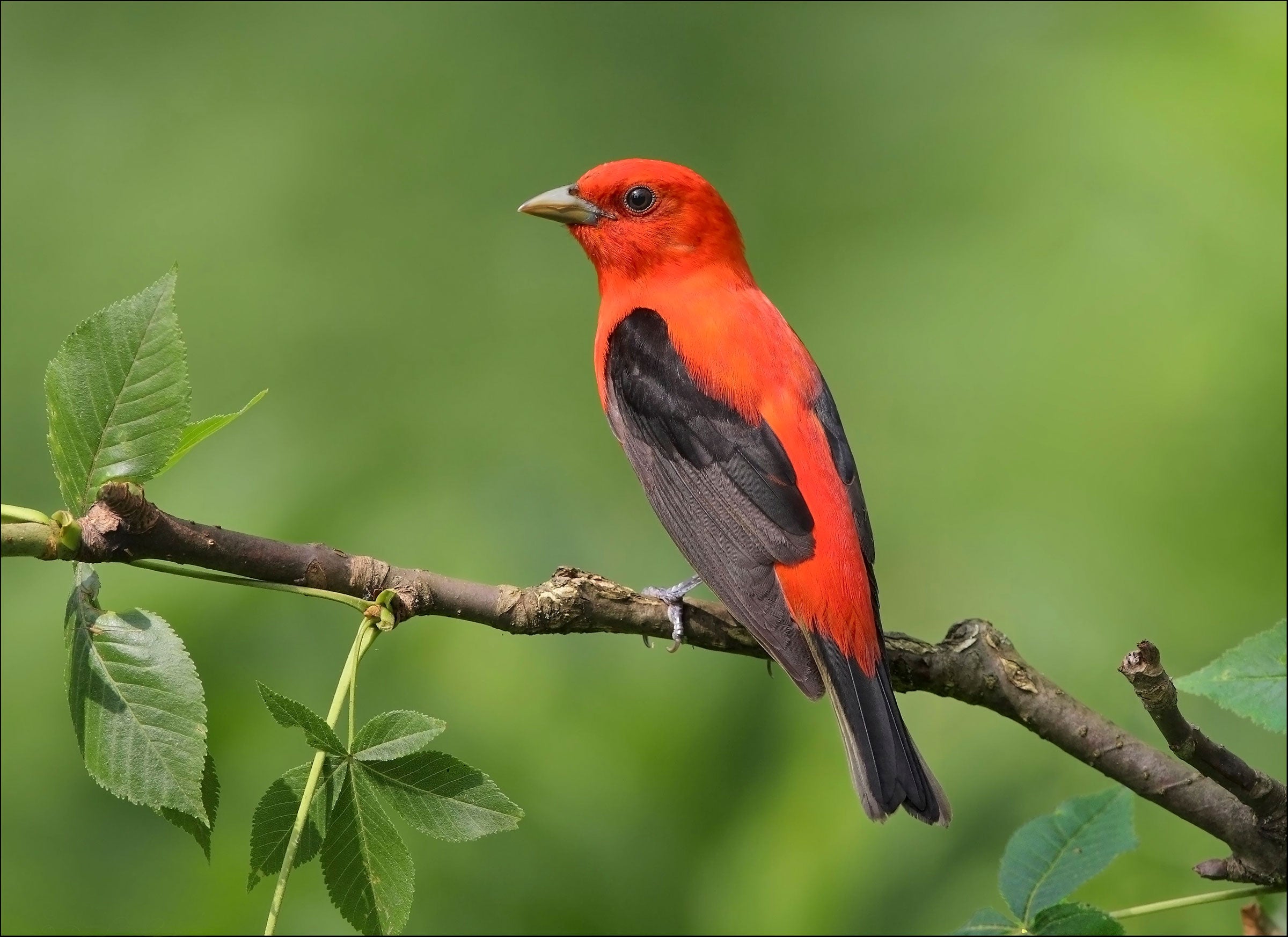 Scarlet Tanager. Daniel Behm/Audubon Photography Awards