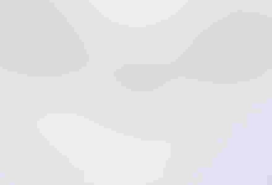 Northern gannet, by Michael Milicia