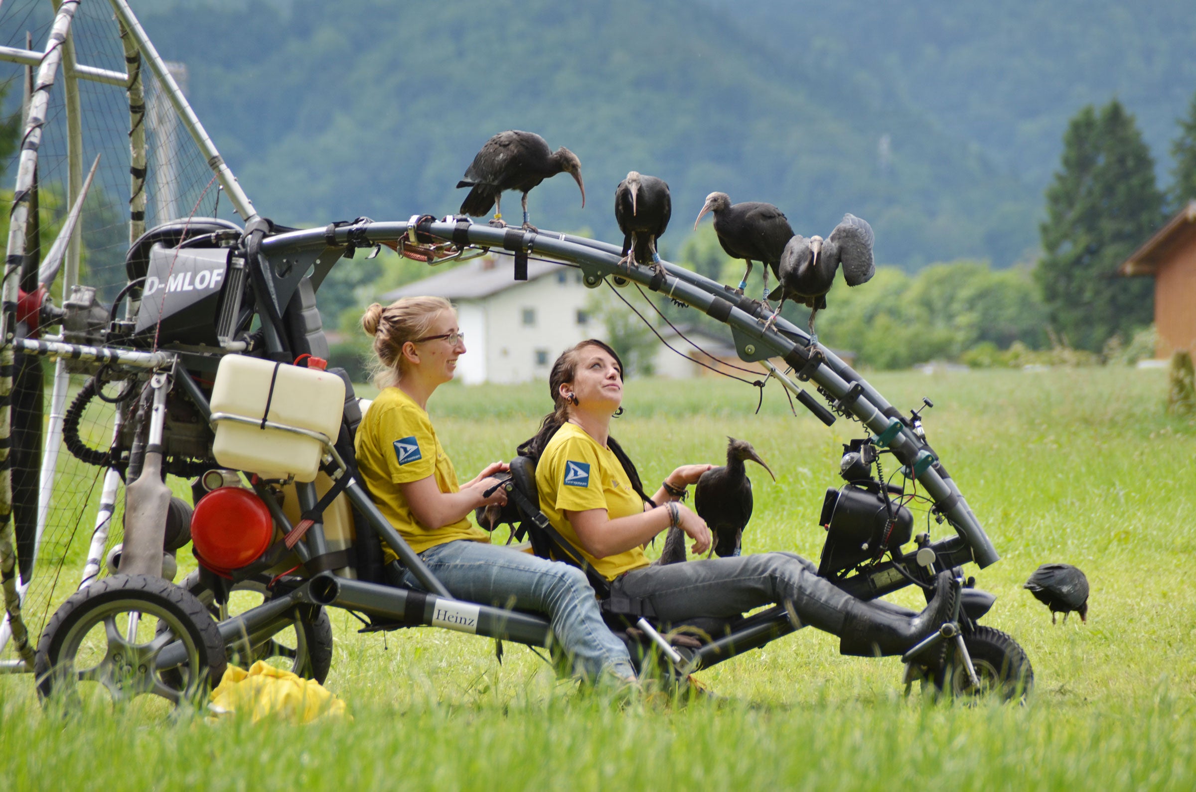 Ahora que tienen más de tres meses de edad, los ibises se están acostumbrando a los ruidosos aviones ultralivianos.