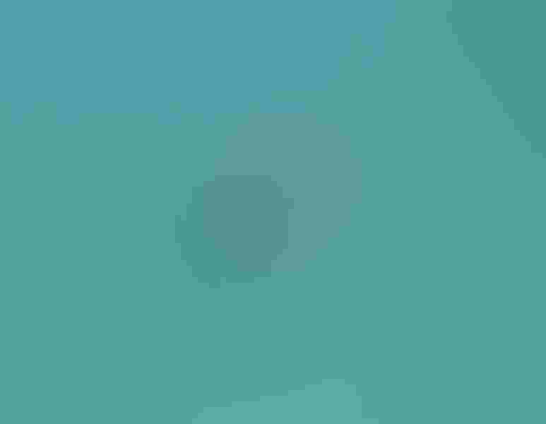 Horned grebe, by Keith Kennedy 