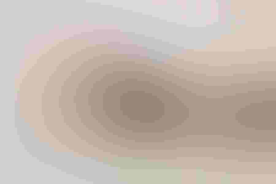 Black skimmer, by Barbara Bowen