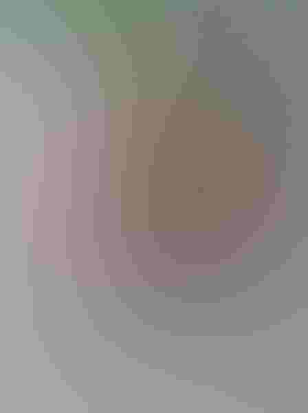 Montezuma oropendola, by Dwayne Wynne