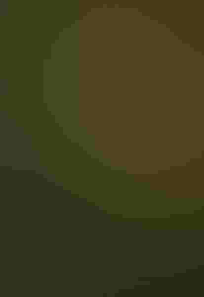 Green-crowned brilliant, by Dennis Goulet