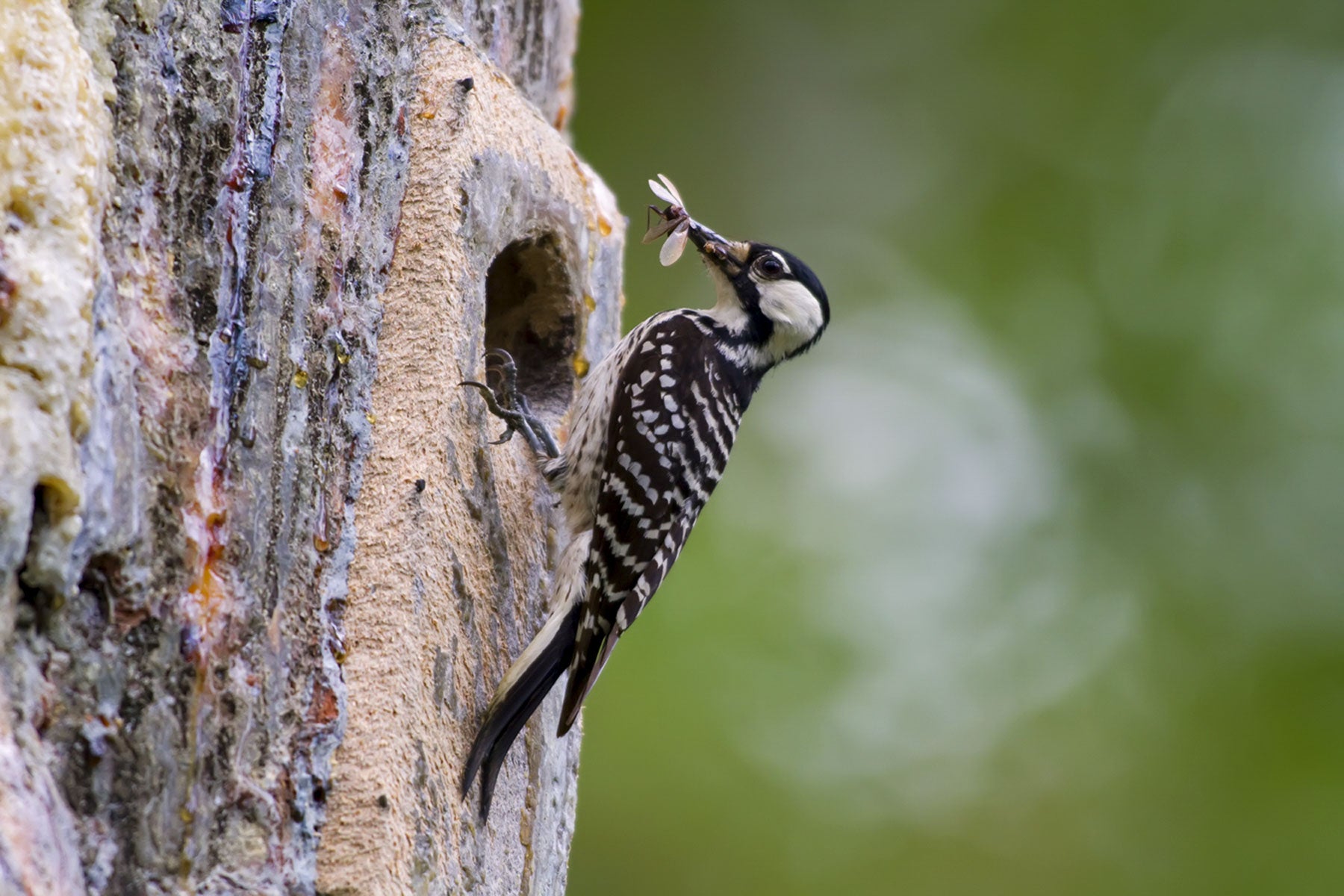 Red-cockaded Woodpecker. USFWS