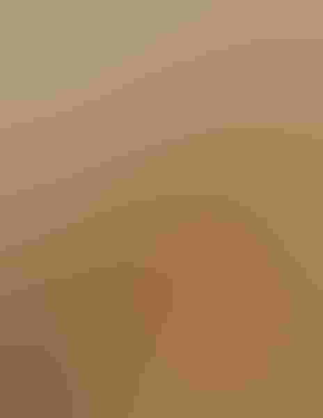 Galapagos hawk, by Dennis Goulet