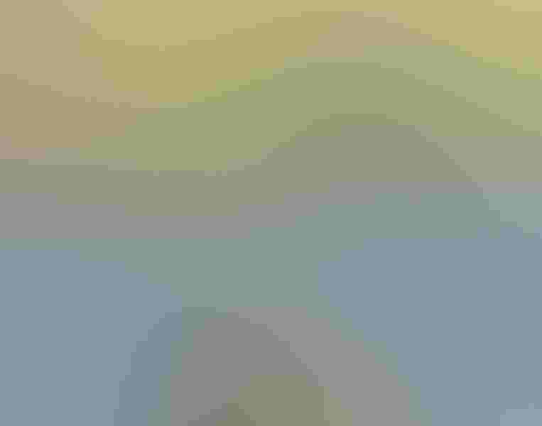 Tree swallow, by Bob Feldman