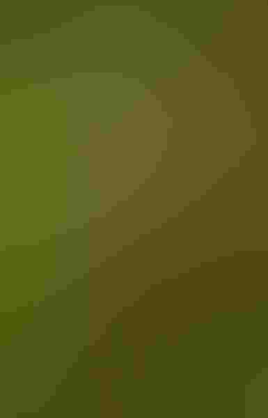 Red-breasted nuthatch, by Courtney Moore