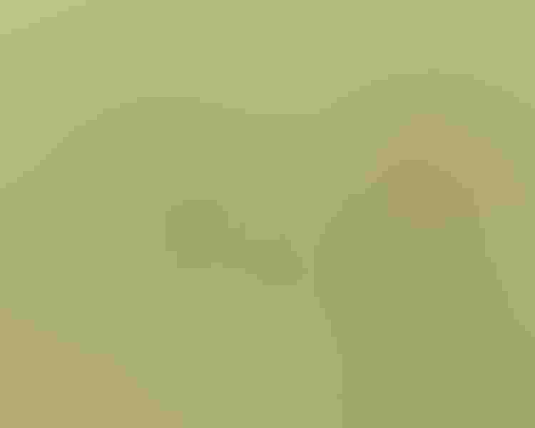 European bee-eater, by Catherine Dalessio