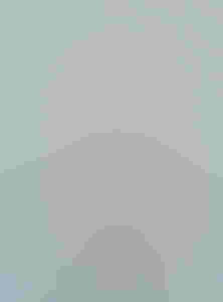 Black-winged stilt, by Christopher Adler