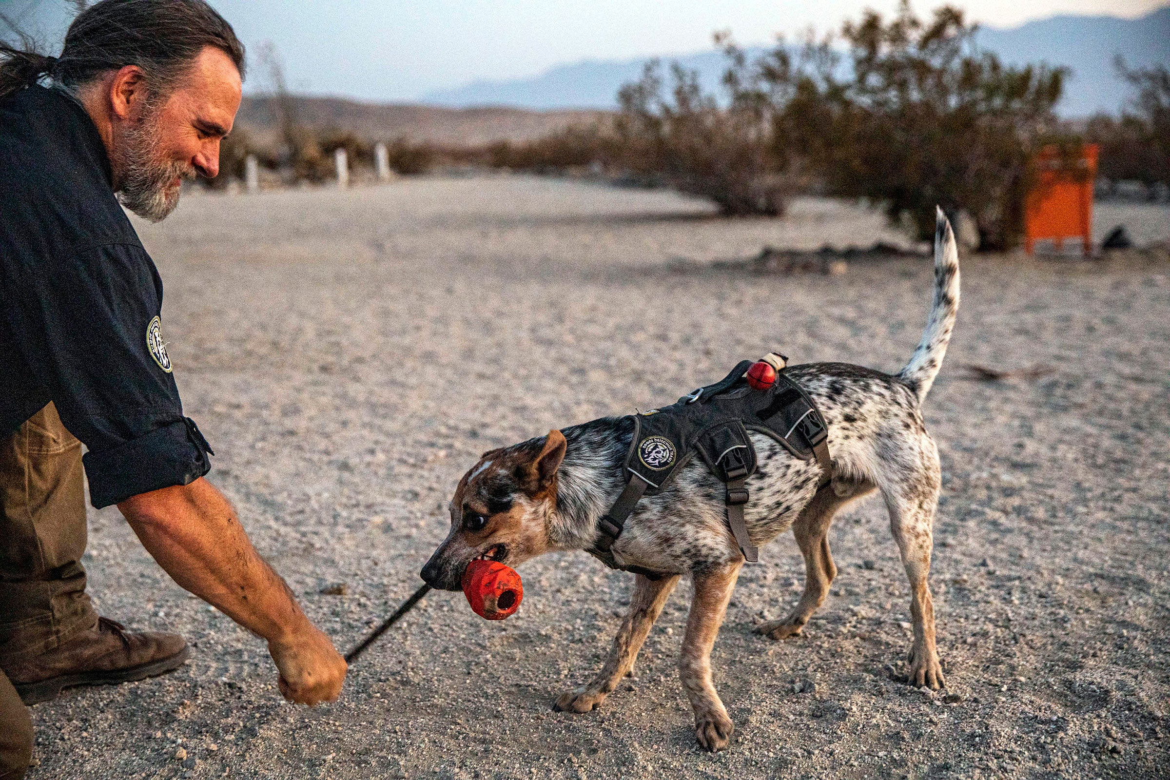 A smiling man in a dark shirt crouches in a desert landscape and plays with a dog with mottled white, gray, and brown fur. The dog is wearing a black harness and pulling with its teeth on a red toy attached to a rope. The man holds the rope in one hand.