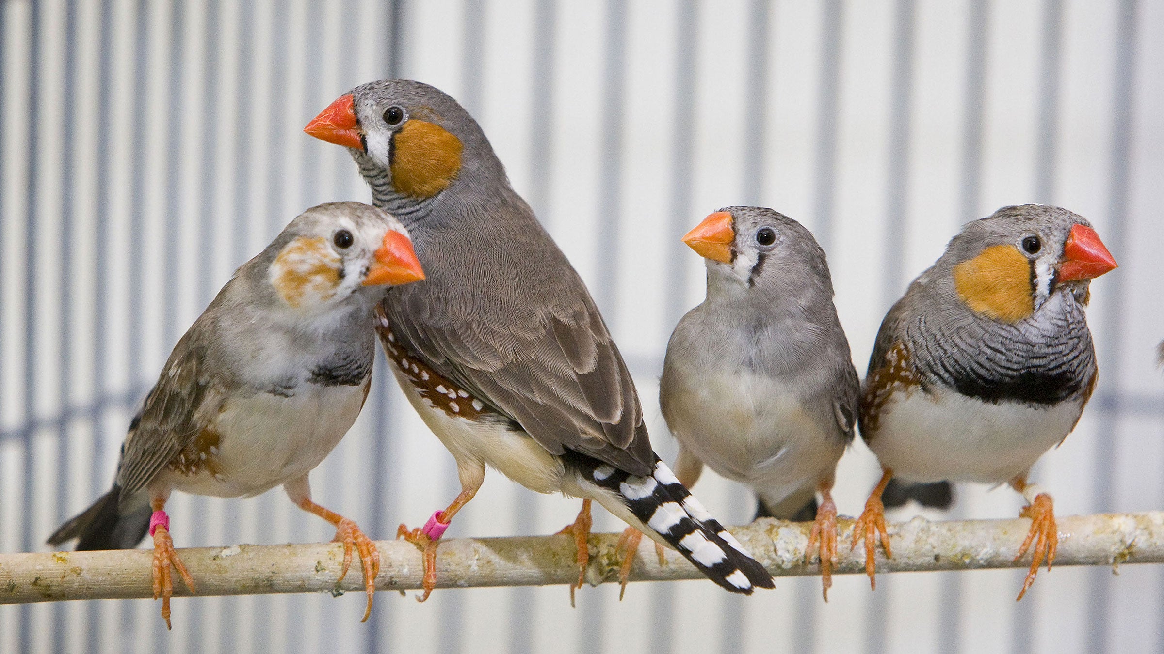 Zebra Finches. Reed Hutchinson/UCLA