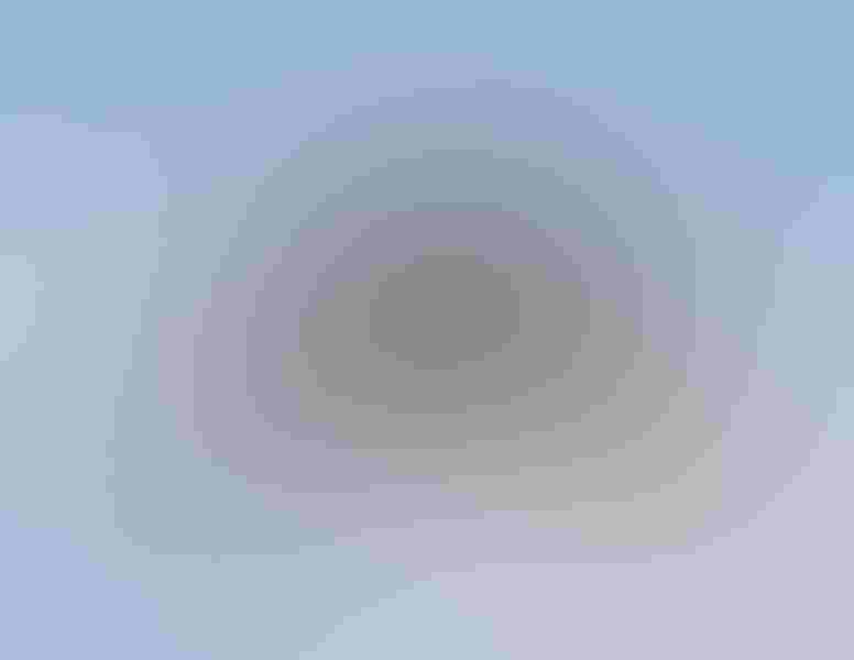 Brown pelican, by Catherine Dalessio