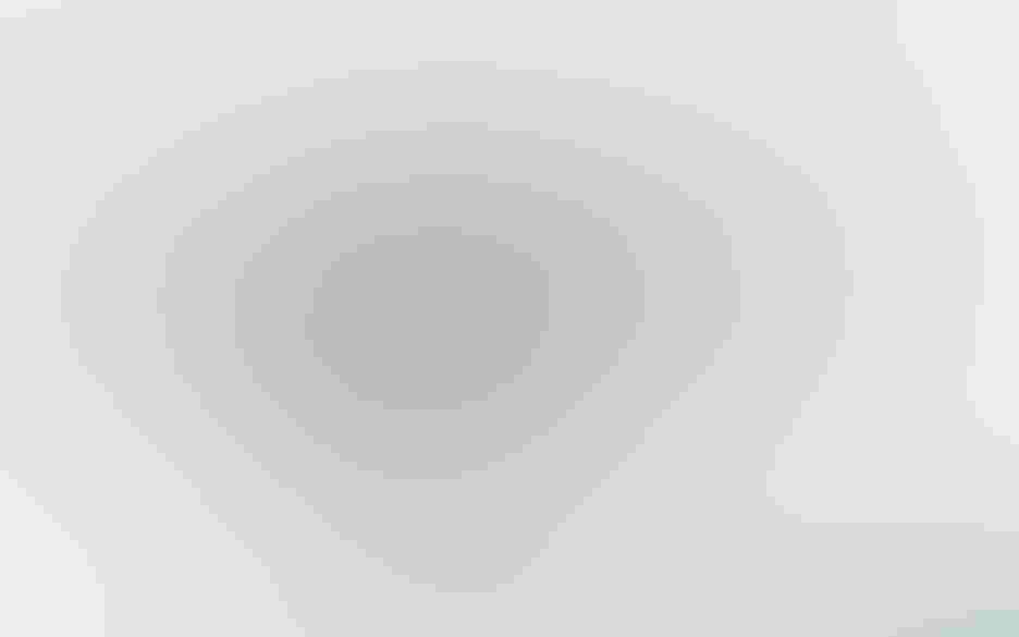 Adelie penguin, by Catherine Dalessio