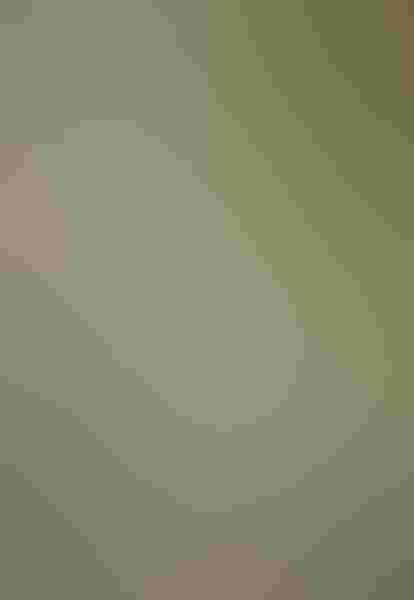 Resplendent quetzal, by Wayne Richard