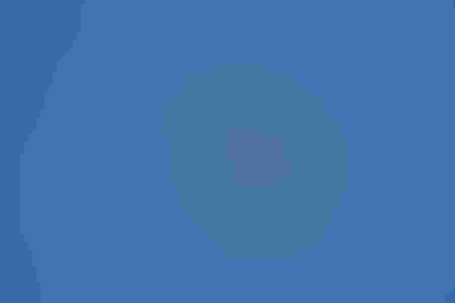 Greater flamingo, by Richard Simonsen